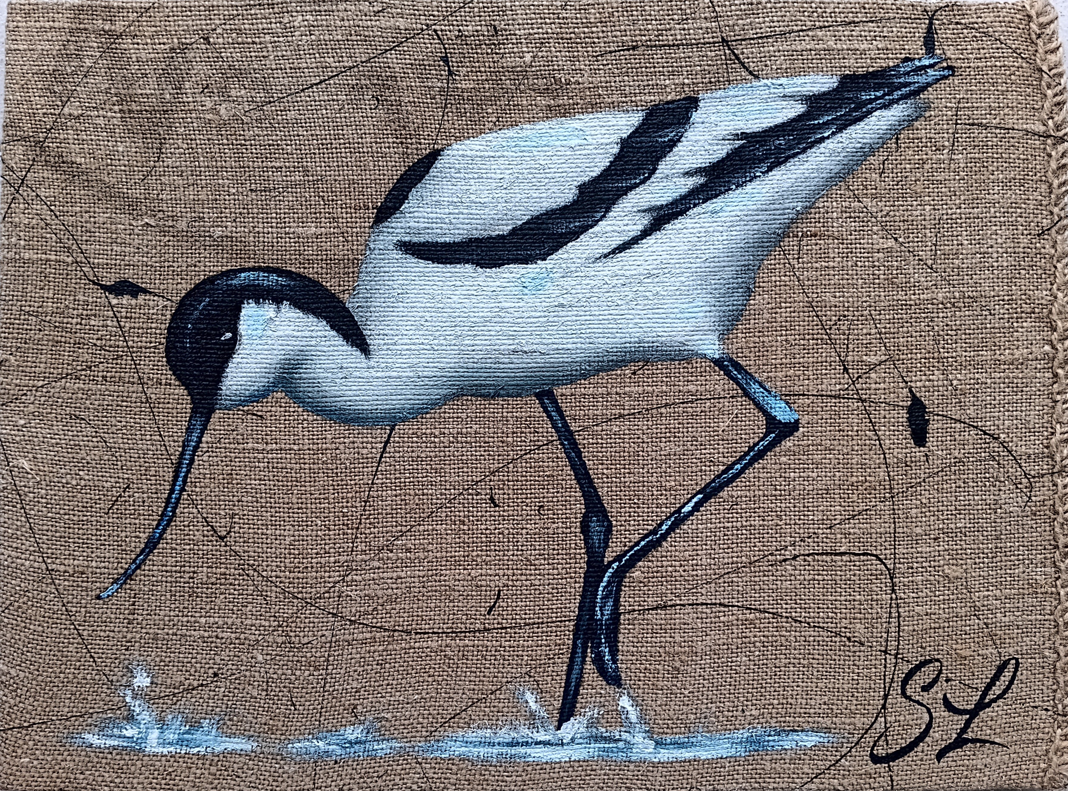 Avocette 