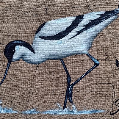 Avocette 