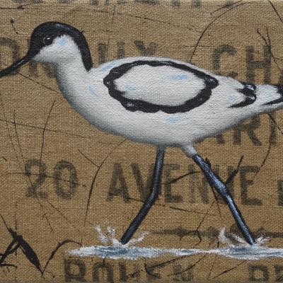 Avocette 